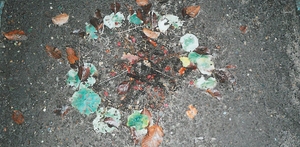 Blomster på graven